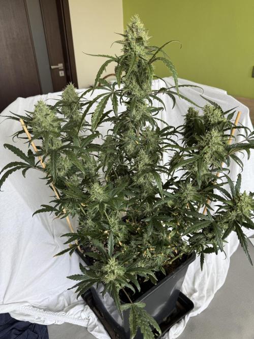 Mango cherry runtz auto /perpetual grow. Week 5