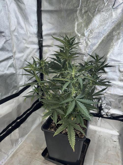 FastBuds Purple lemonade auto 1.6.2026. Week 6