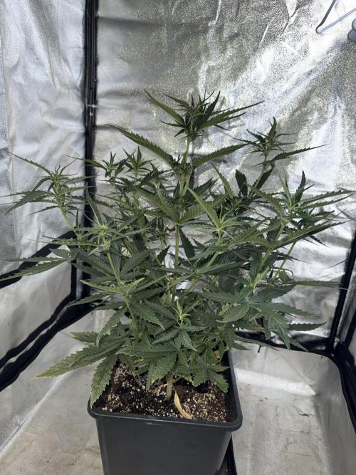 FastBuds Purple lemonade auto 1.6.2026. Week 6