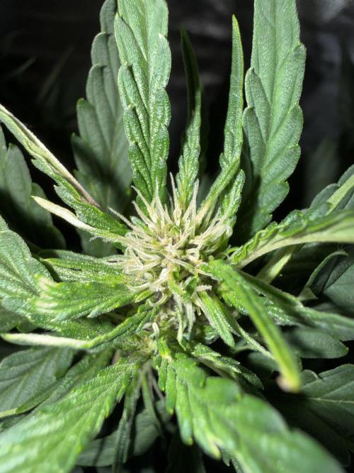FastBuds Purple lemonade auto 1.6.2026. Week 6