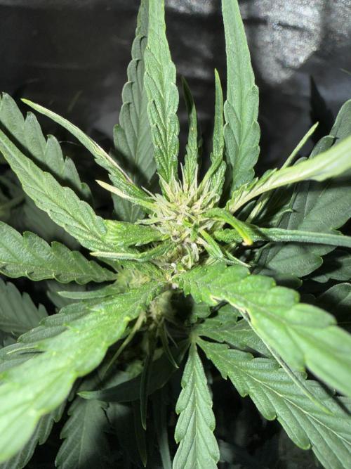 FastBuds Purple lemonade auto 1.6.2026. Week 6