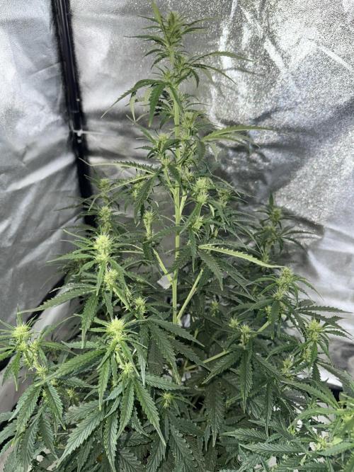 Gorilla Z auto / perpetual grow fastbuds. Week 6