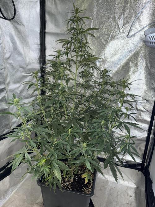 Gorilla Z auto / perpetual grow fastbuds. Week 6