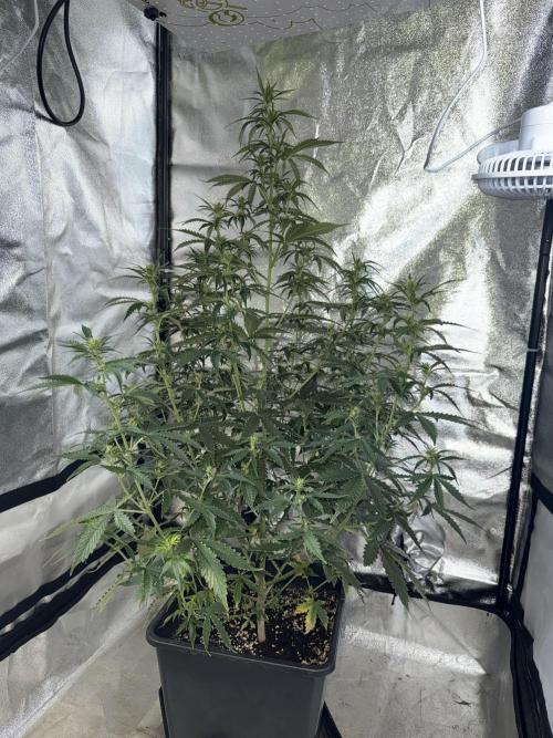 Gorilla Z auto / perpetual grow fastbuds. Week 6