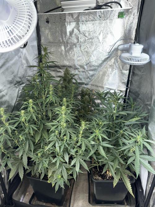 Gorilla Z auto / perpetual grow fastbuds. Week 6