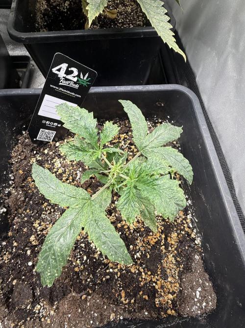 Gorilla Z auto #2. Week 3