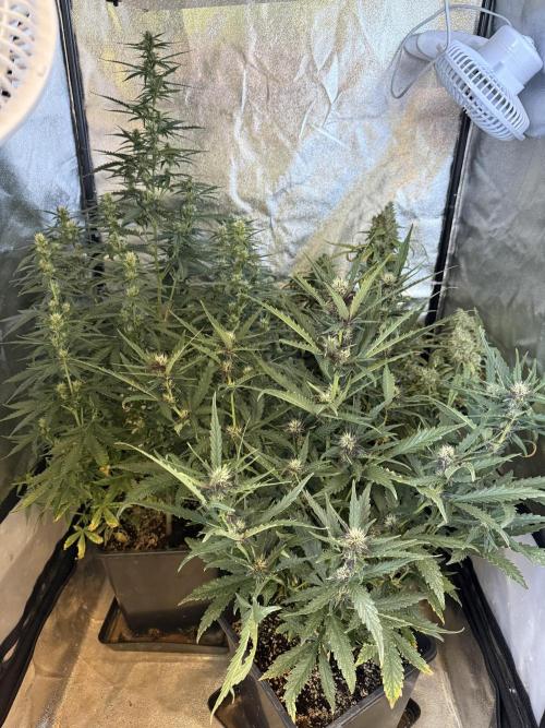 FastBuds Purple lemonade auto 1.6.2026. Week 7