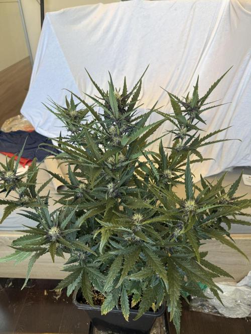 FastBuds Purple lemonade auto 1.6.2026. Week 7