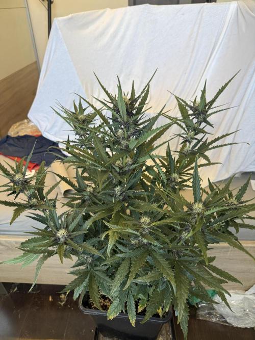FastBuds Purple lemonade auto 1.6.2026. Week 7