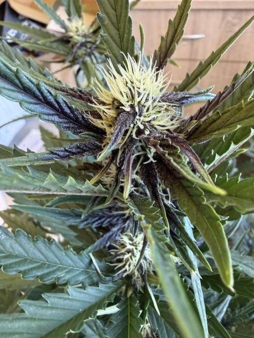 FastBuds Purple lemonade auto 1.6.2026. Week 7