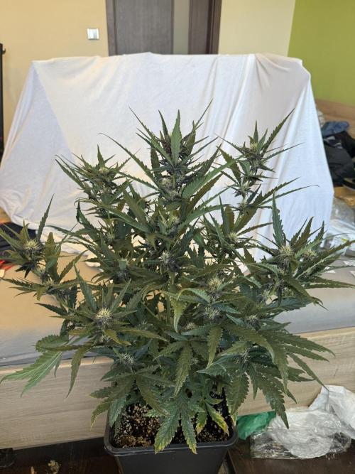 FastBuds Purple lemonade auto 1.6.2026. Week 7