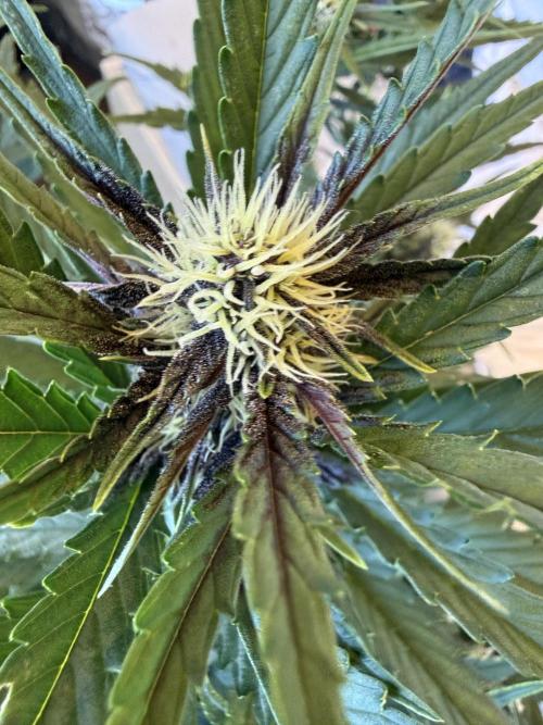 FastBuds Purple lemonade auto 1.6.2026. Week 7