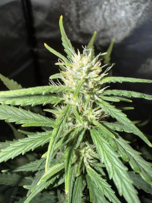 Gorilla Z auto / perpetual grow fastbuds. Week 7