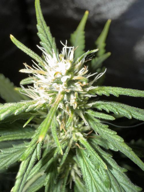 Gorilla Z auto / perpetual grow fastbuds. Week 7