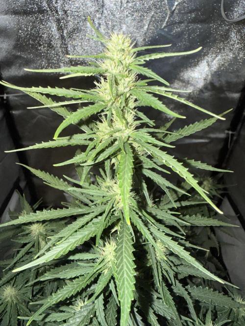 Gorilla Z auto / perpetual grow fastbuds. Week 7