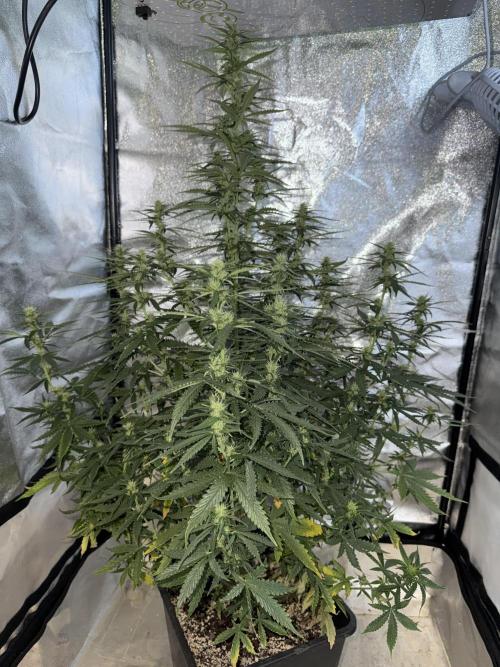 Gorilla Z auto / perpetual grow fastbuds. Week 7
