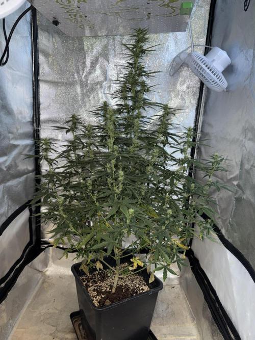 Gorilla Z auto / perpetual grow fastbuds. Week 7