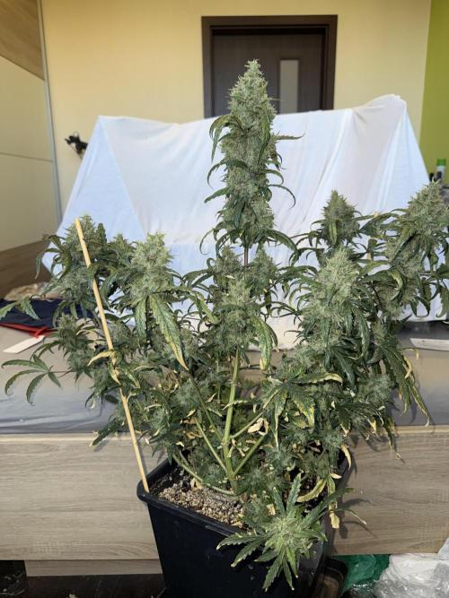 Mango cherry runtz auto /perpetual grow. Week 6