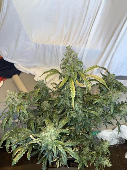 Mango cherry runtz auto /perpetual grow. Week 6