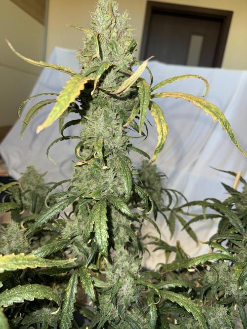 Mango cherry runtz auto /perpetual grow. Week 6