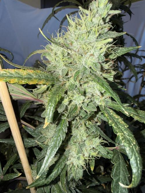 Mango cherry runtz auto /perpetual grow. Week 6
