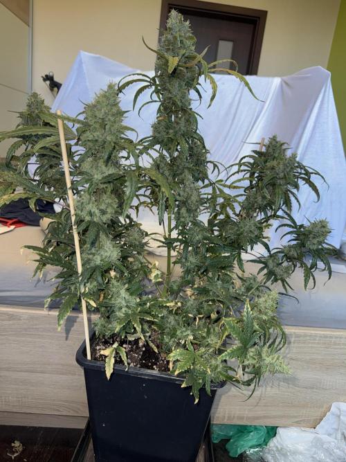 Mango cherry runtz auto /perpetual grow. Week 6