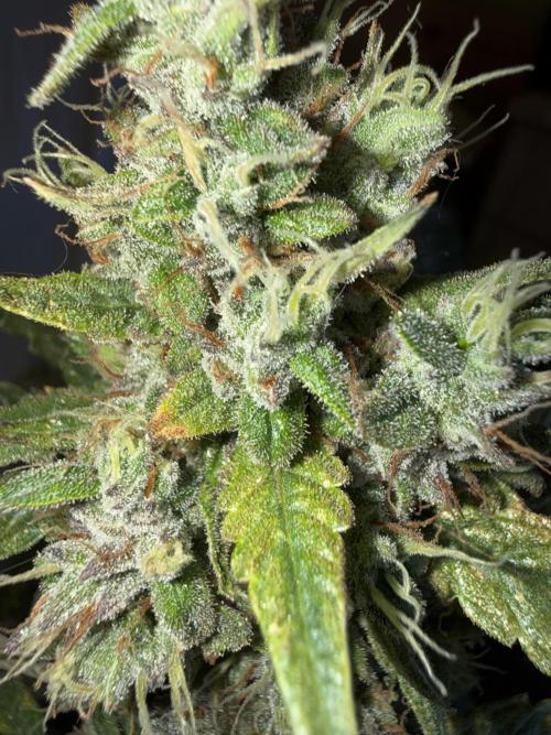 Mango cherry runtz auto /perpetual grow. Week 6