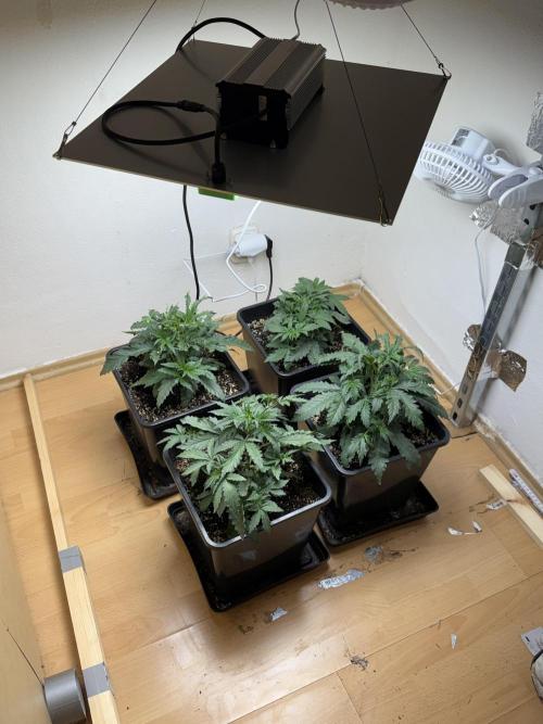 Fastbuds unreleased champions mix auto. Week 4