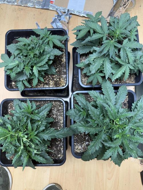 Fastbuds unreleased champions mix auto. Week 4