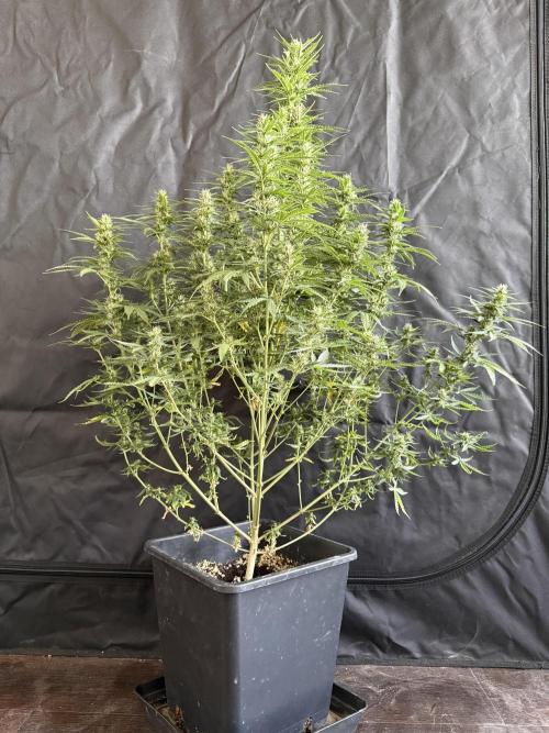 Gorilla Z auto / perpetual grow fastbuds. Week 8