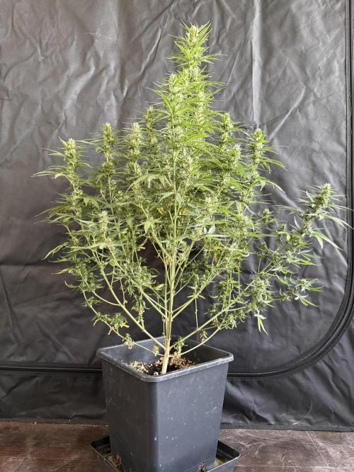 Gorilla Z auto / perpetual grow fastbuds. Week 8