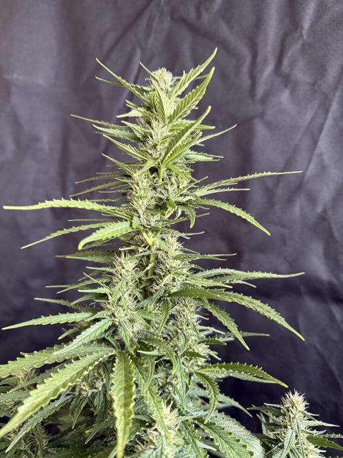 Gorilla Z auto / perpetual grow fastbuds. Week 8