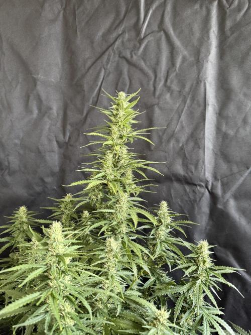 Gorilla Z auto / perpetual grow fastbuds. Week 8