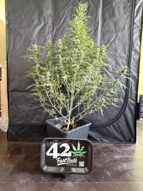 Gorilla Z auto / perpetual grow fastbuds. Week 8
