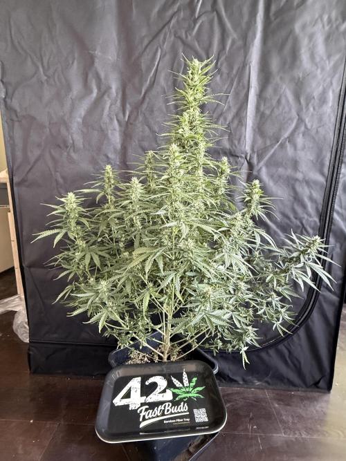 Gorilla Z auto / perpetual grow fastbuds. Week 8