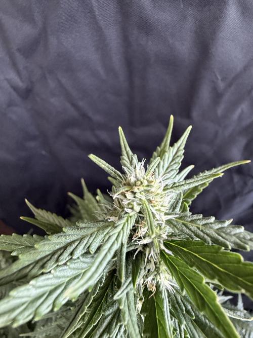 Gorilla Z auto / perpetual grow fastbuds. Week 8