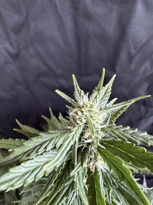 Gorilla Z auto / perpetual grow fastbuds. Week 8