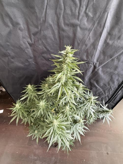 Gorilla Z auto / perpetual grow fastbuds. Week 8