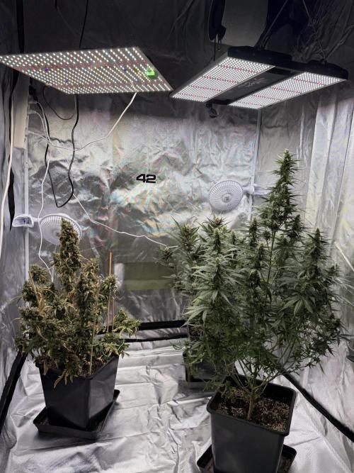 Mango cherry runtz auto /perpetual grow. Week 7