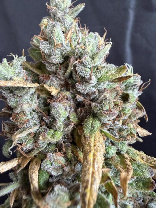 Mango cherry runtz auto /perpetual grow. Week 7
