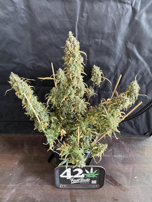 Mango cherry runtz auto /perpetual grow. Week 7