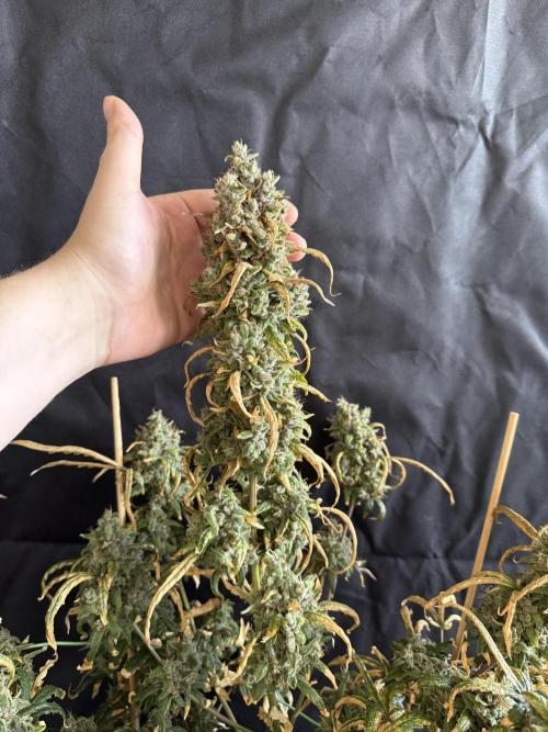 Mango cherry runtz auto /perpetual grow. Week 7