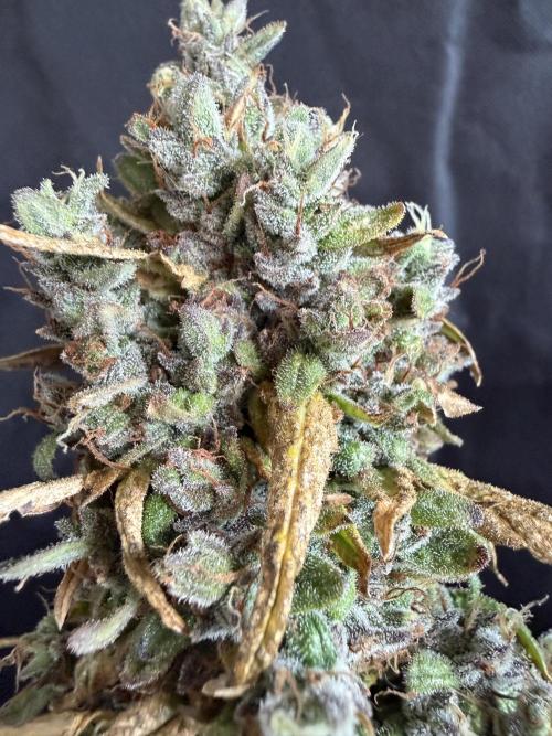 Mango cherry runtz auto /perpetual grow. Week 7
