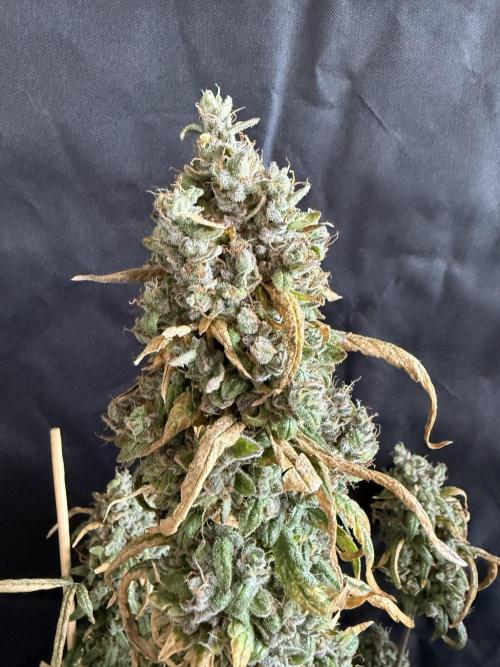 Mango cherry runtz auto /perpetual grow. Week 7