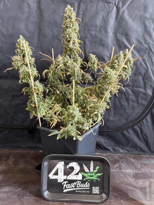 Mango cherry runtz auto /perpetual grow. Week 7