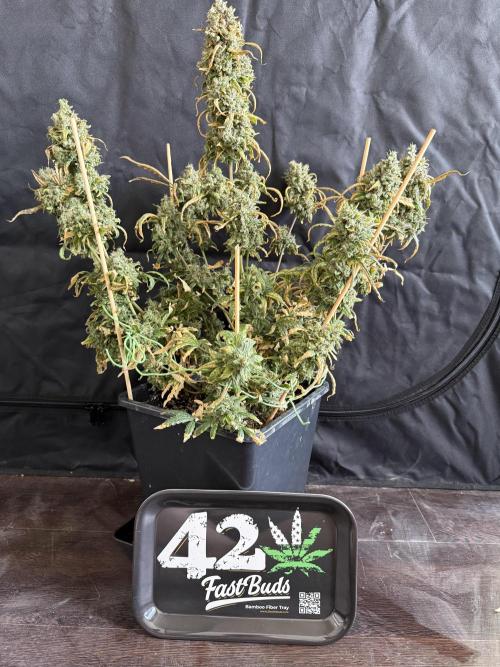 Mango cherry runtz auto /perpetual grow. Week 7