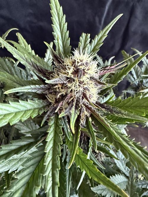 FastBuds Purple lemonade auto 1.6.2026. Week 8