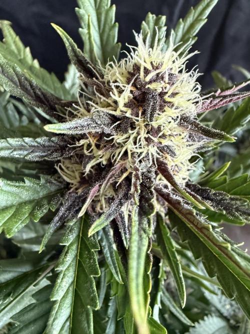 FastBuds Purple lemonade auto 1.6.2026. Week 8