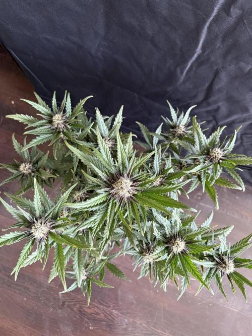 FastBuds Purple lemonade auto 1.6.2026. Week 8
