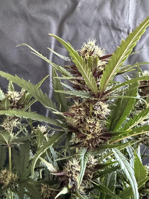 FastBuds Purple lemonade auto 1.6.2026. Week 8